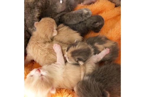 成約済の大阪府のセルカークレックス-7256の2枚目